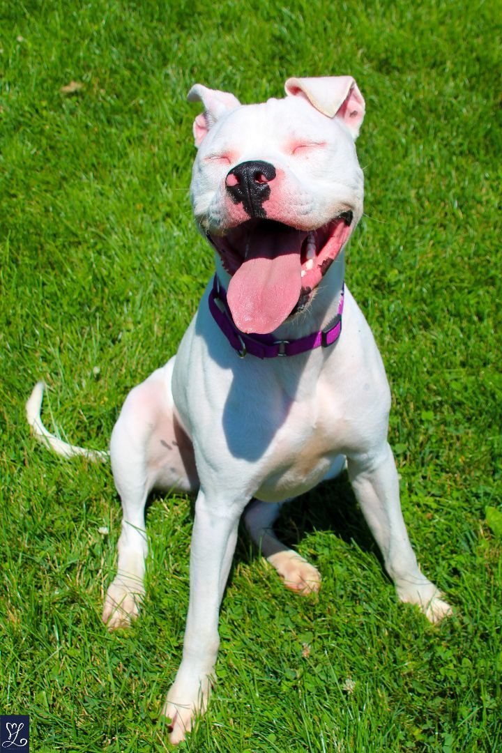 SARGE, a Adoptable American Staffordshire Terrier in Rochester, NY image 3/6