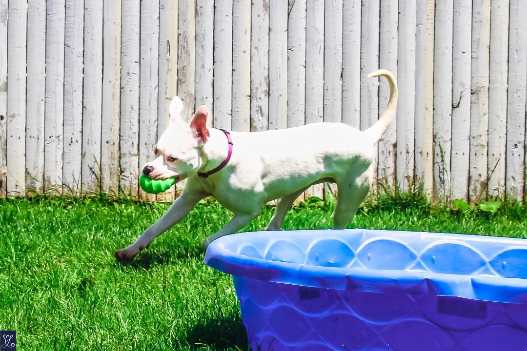 SARGE, a Adoptable American Staffordshire Terrier in Rochester, NY image 5/6