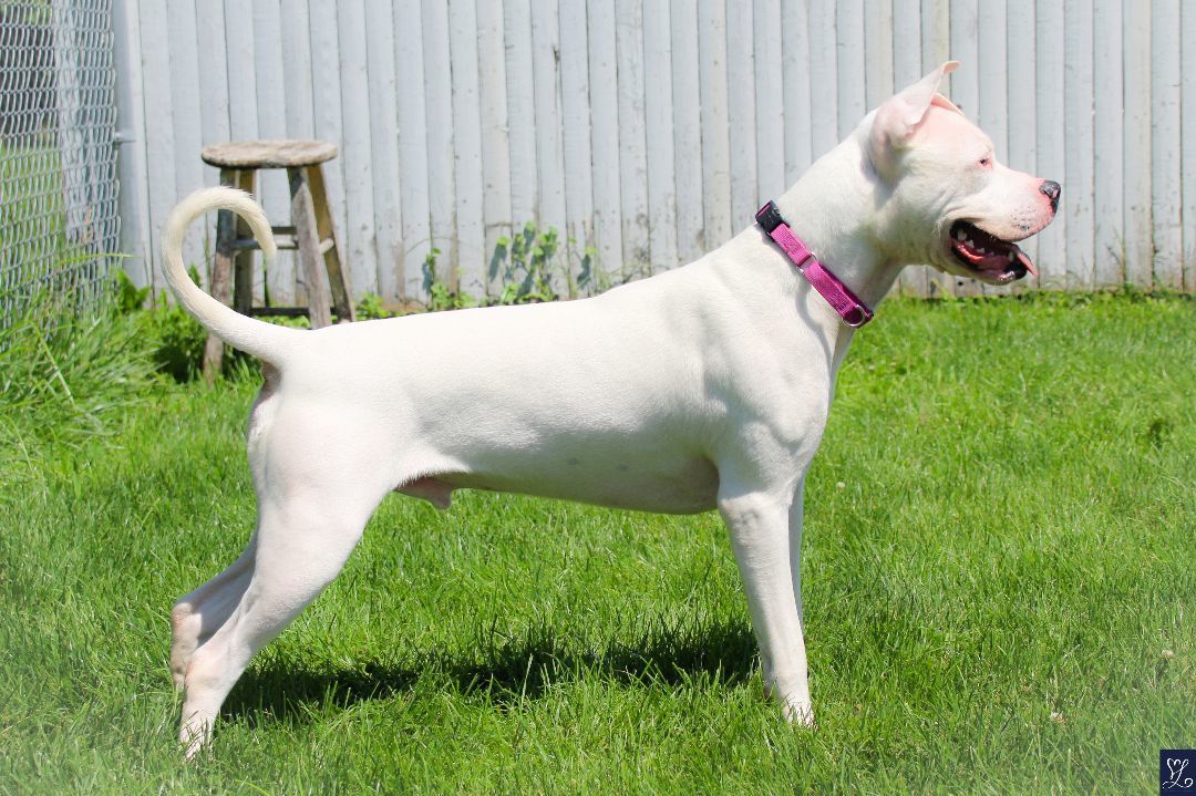 SARGE, a Adoptable American Staffordshire Terrier in Rochester, NY image 6/6