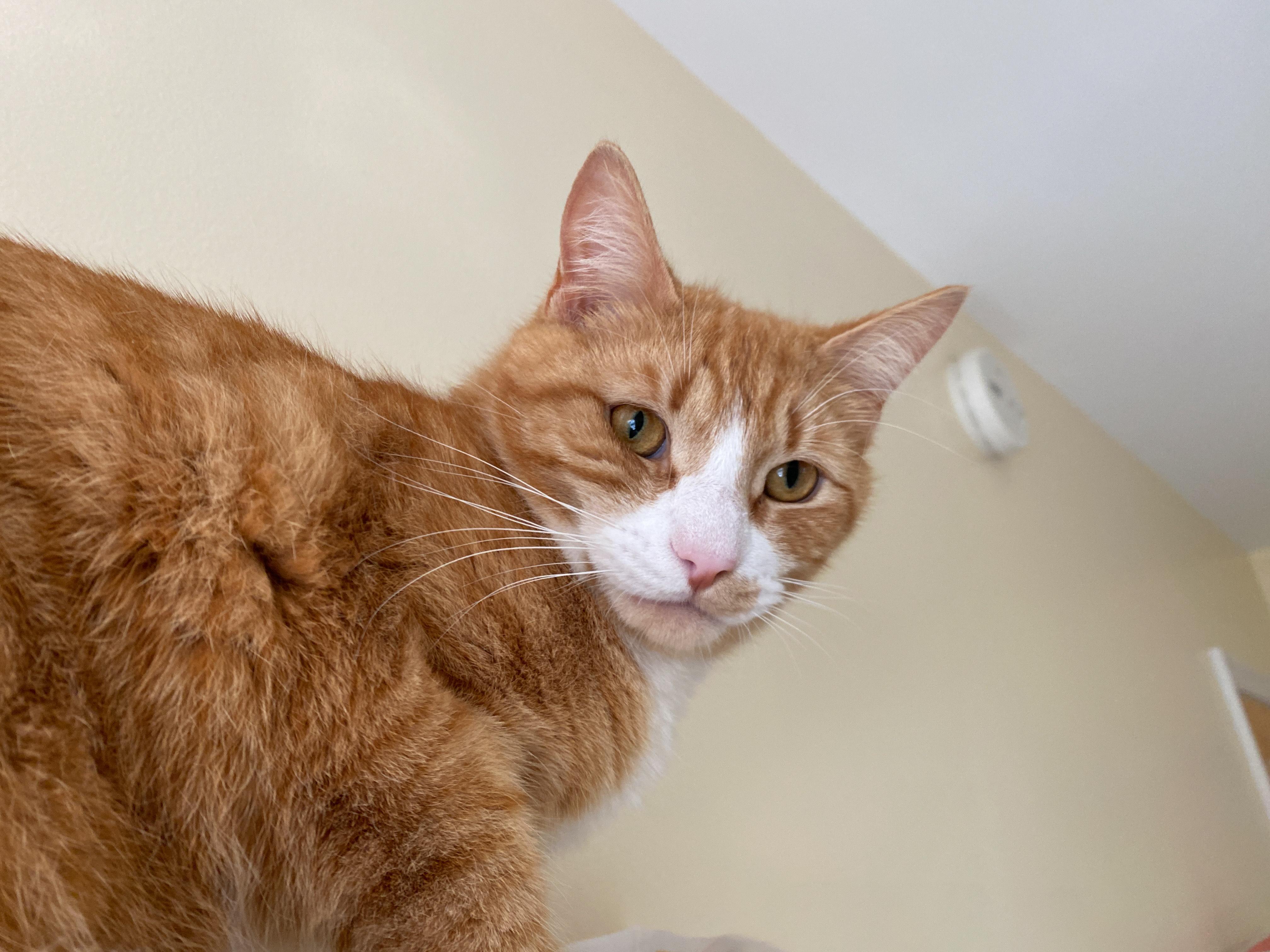 Presto, Adult Male Domestic Short Hair