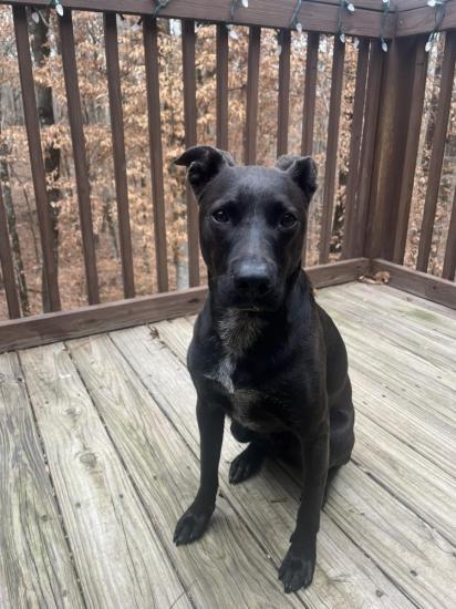 Tank, ADOPTABLE, Young Male Mixed Breed.