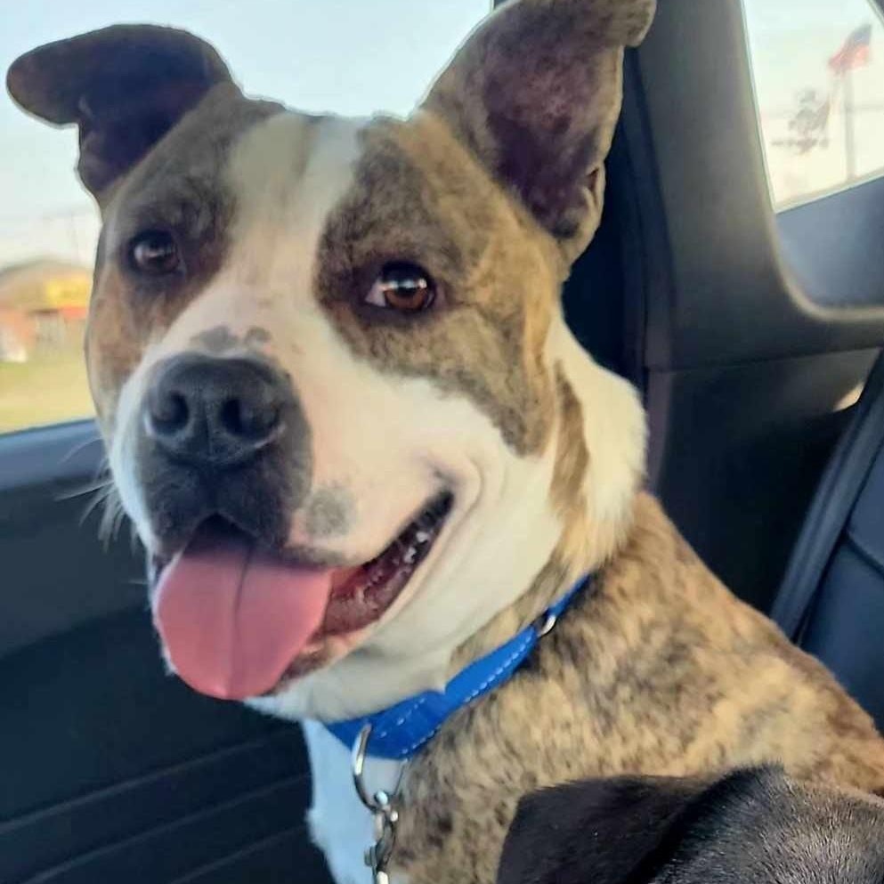 Oakley, a Adoptable mixed breed in North Jackson, OH image 1/4