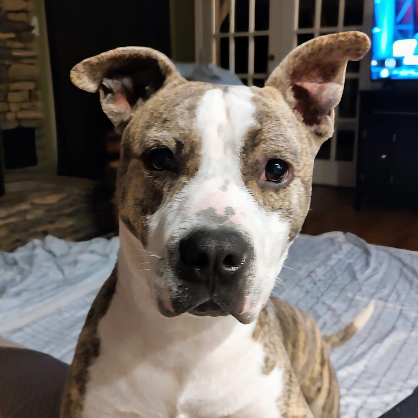 Oakley, a Adoptable mixed breed in North Jackson, OH image 2/4