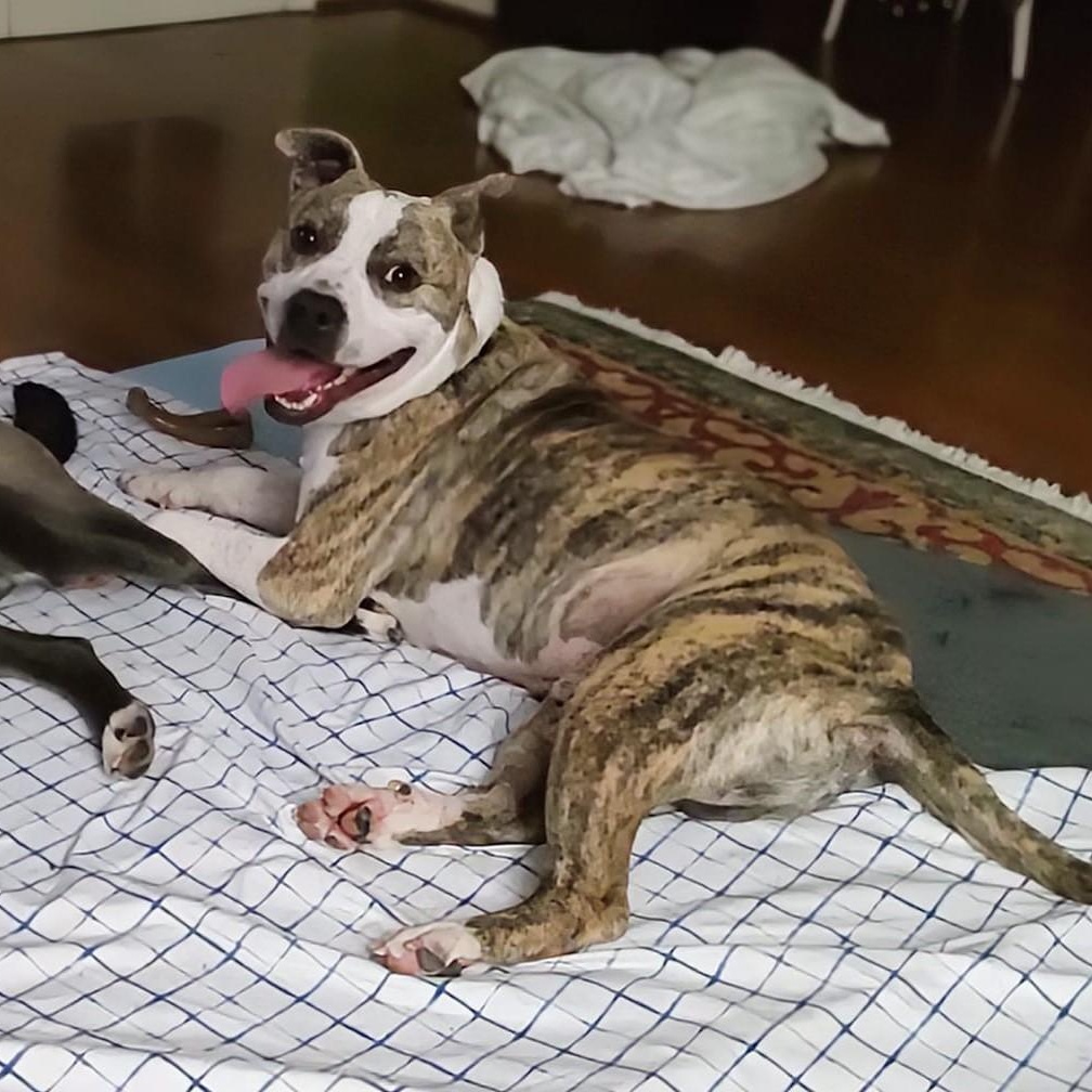 Oakley, a Adoptable mixed breed in North Jackson, OH image 3/4