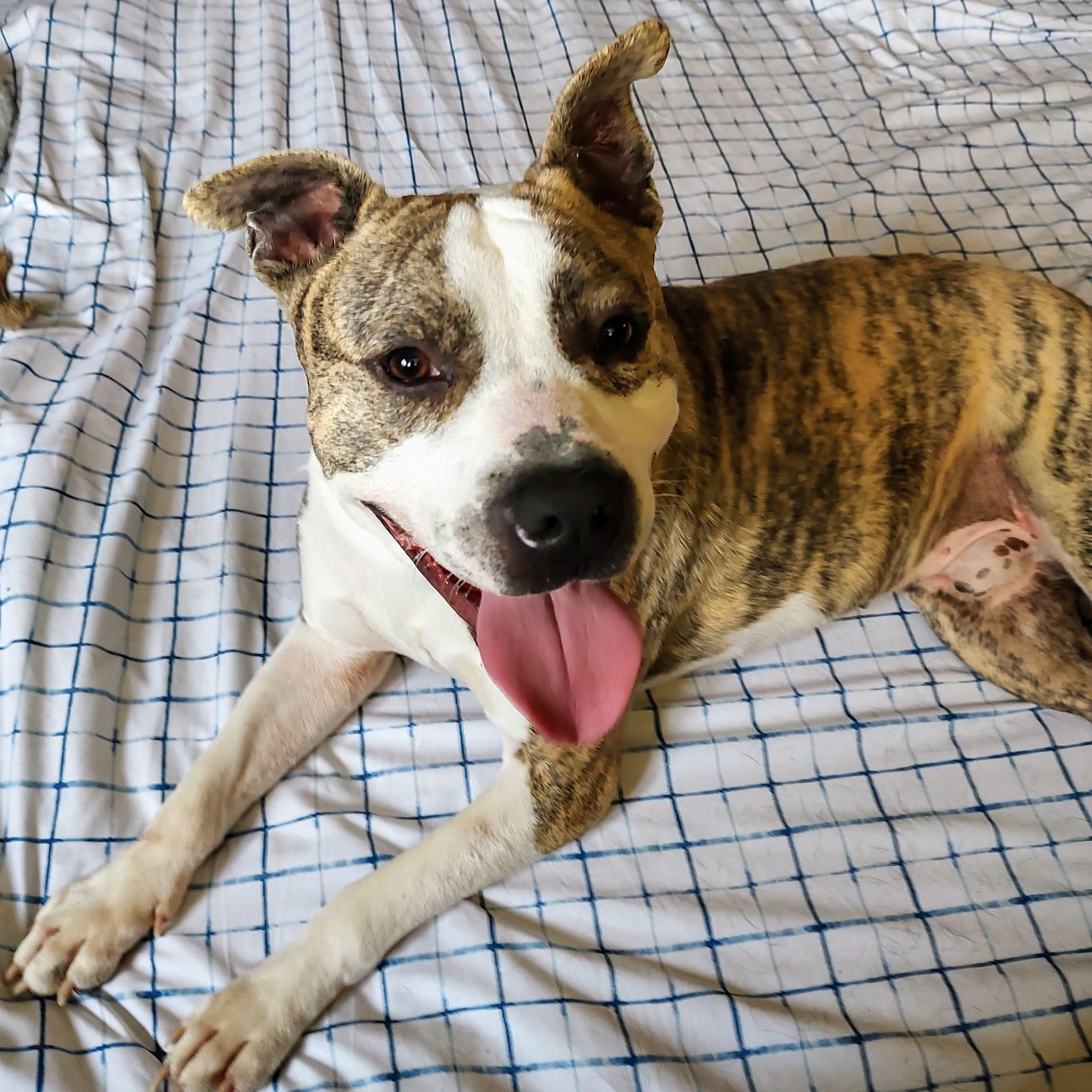 Oakley, a Adoptable mixed breed in North Jackson, OH image 4/4