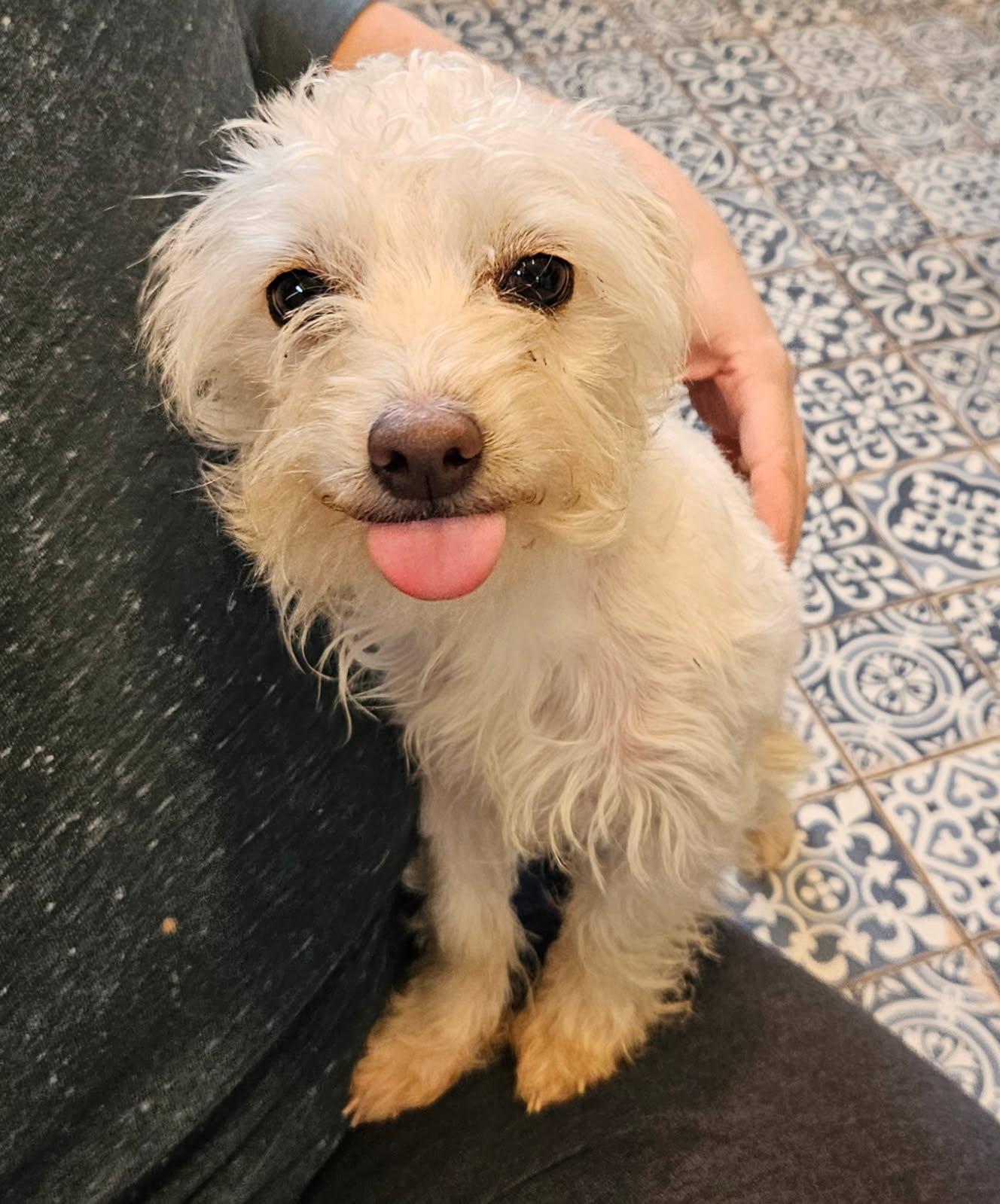 Peach, a ADOPTABLE mixed breed in Penryn, CA image 3/3