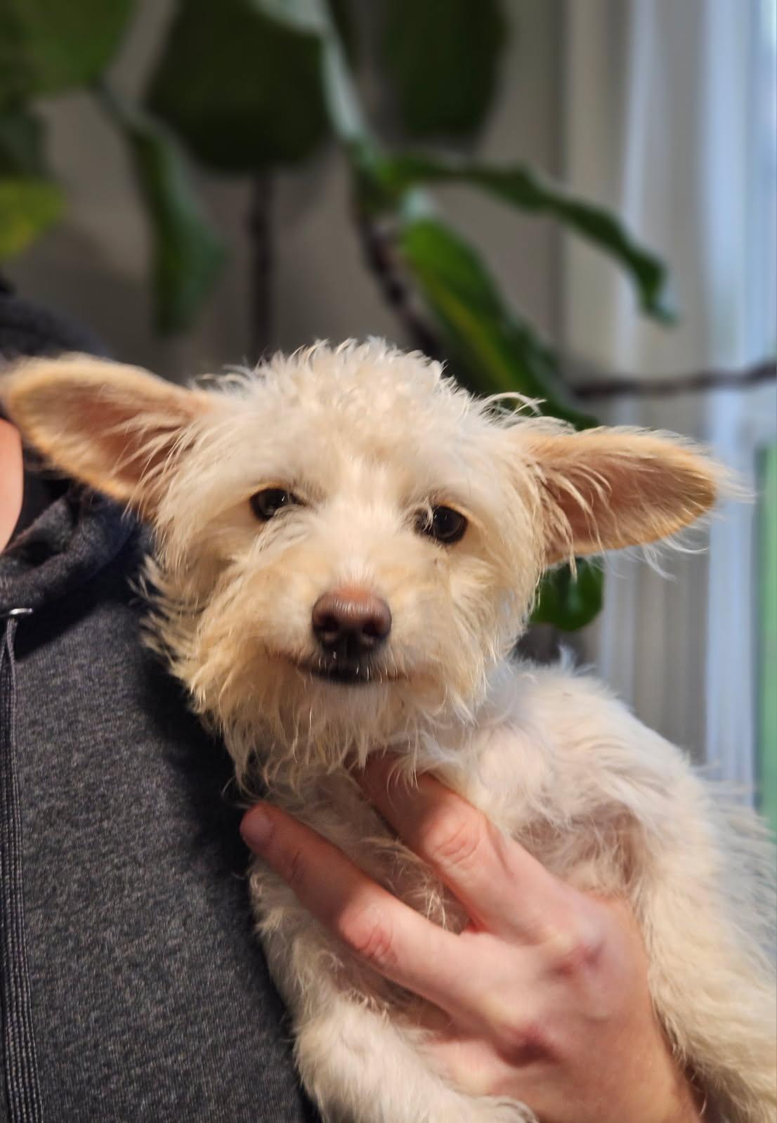 Peach, a ADOPTABLE mixed breed in Penryn, CA image 2/3