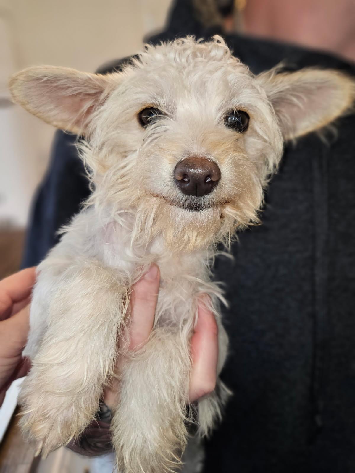 Peach, a ADOPTABLE mixed breed in Penryn, CA image 1/3