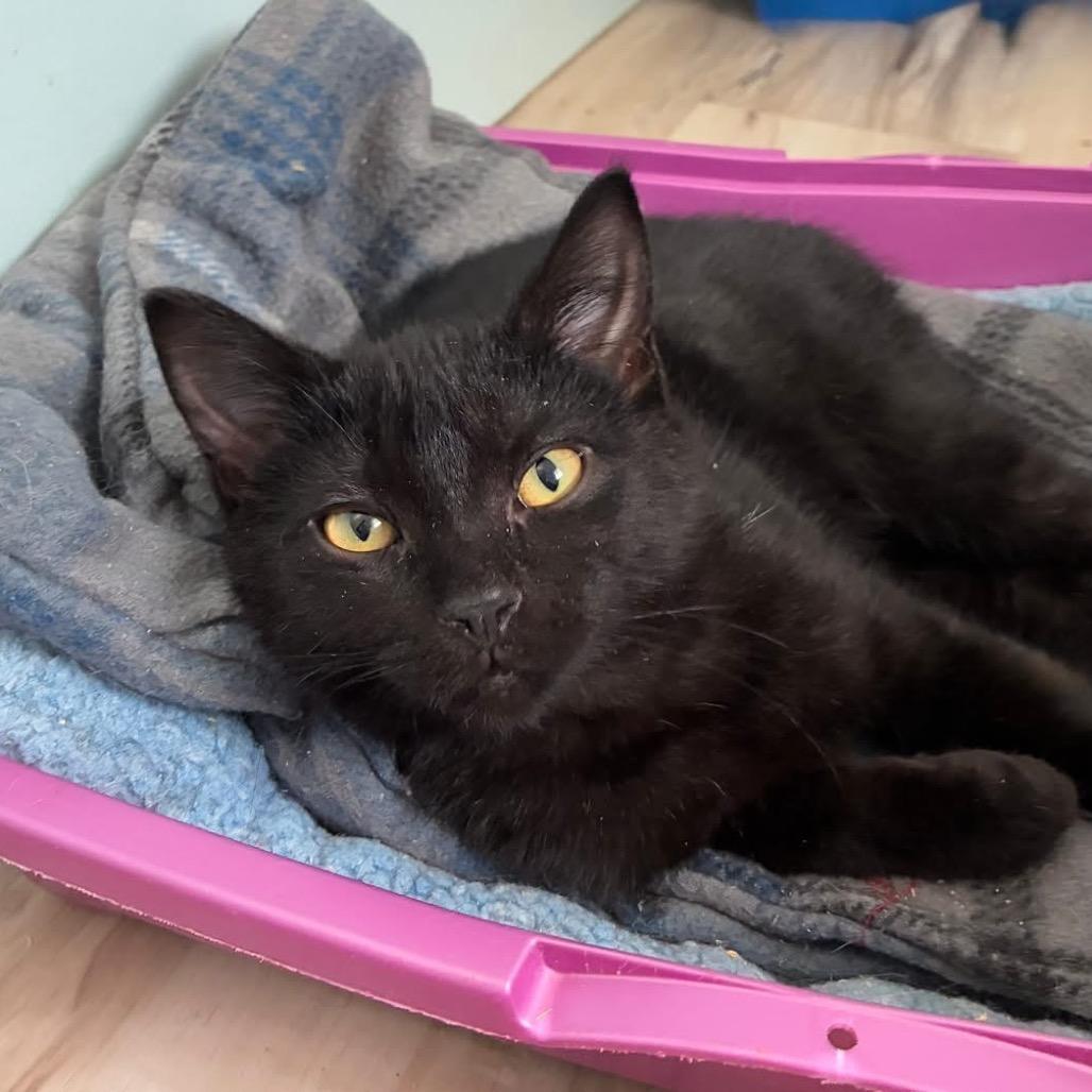 Enlarge Bosley, a Adoptable Domestic Short Hair in Richland, MI image 3/3