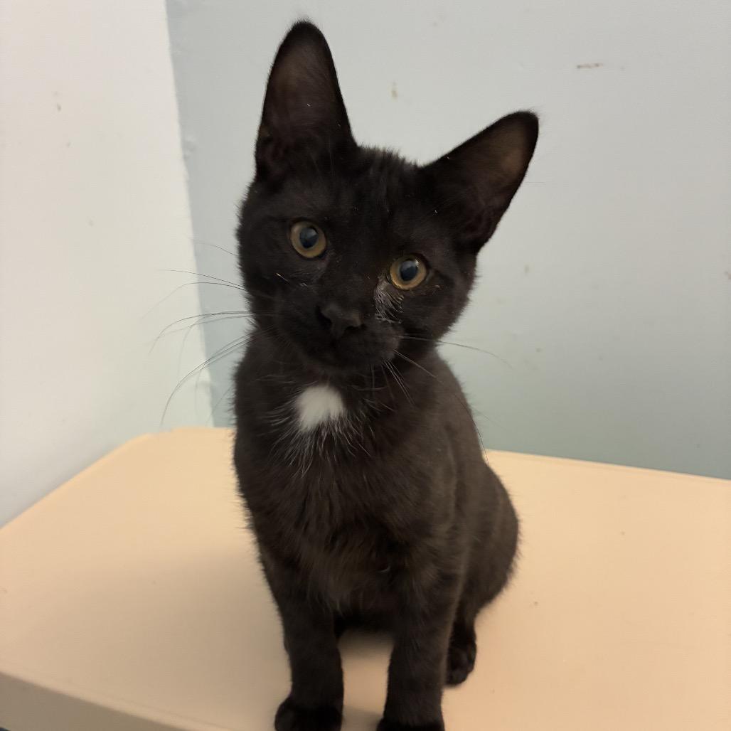 Bosley, Adoptable, Young Male Domestic Short Hair.