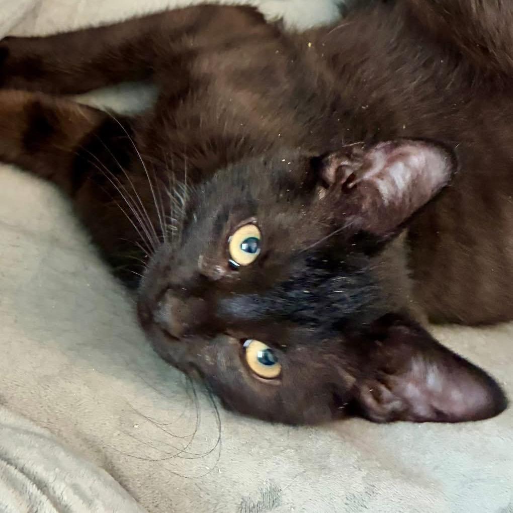 Enlarge Bosley, a Adoptable Domestic Short Hair in Richland, MI image 2/3