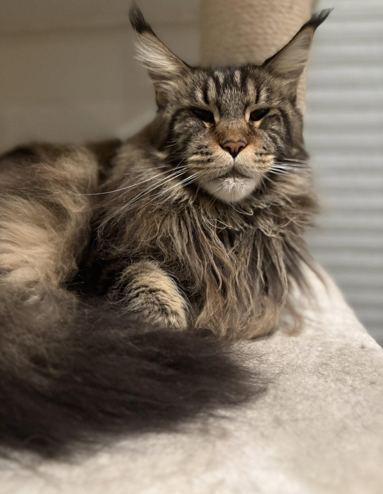 Enlarge Emerald (Emmy), a Adoptable Maine Coon in Absecon, NJ image 1/3
