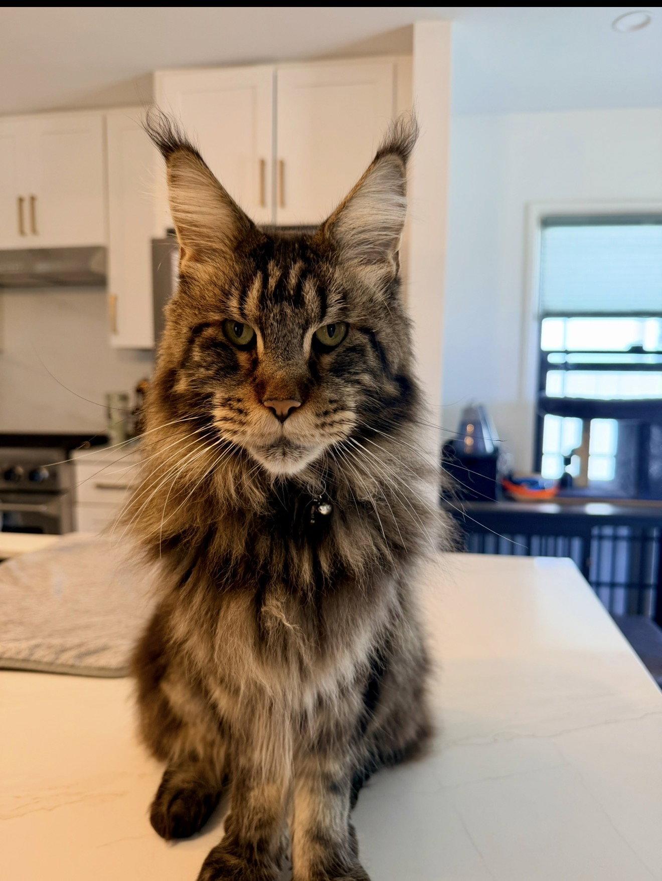 Enlarge Emerald (Emmy), a Adoptable Maine Coon in Absecon, NJ image 2/3