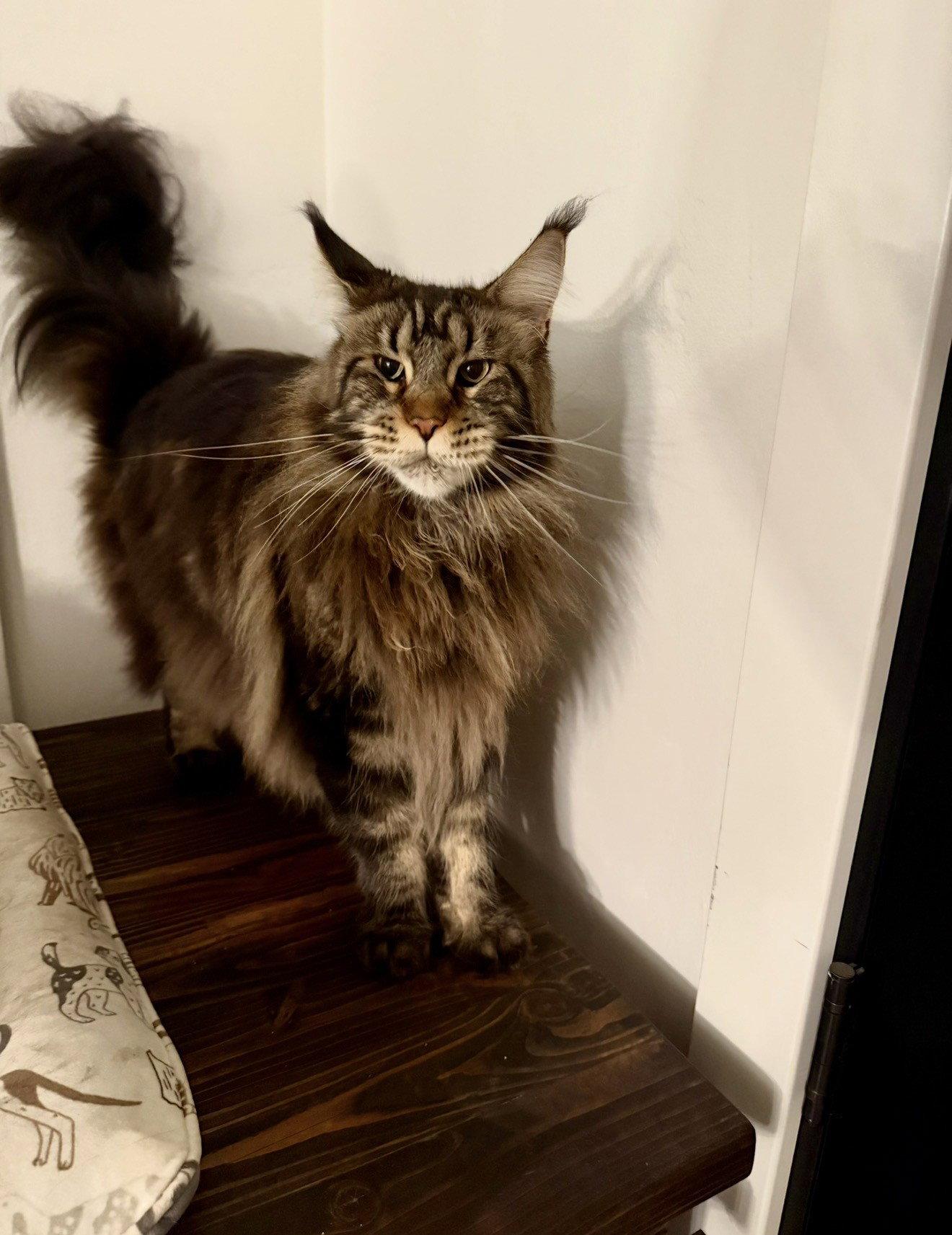 Enlarge Emerald (Emmy), a Adoptable Maine Coon in Absecon, NJ image 3/3