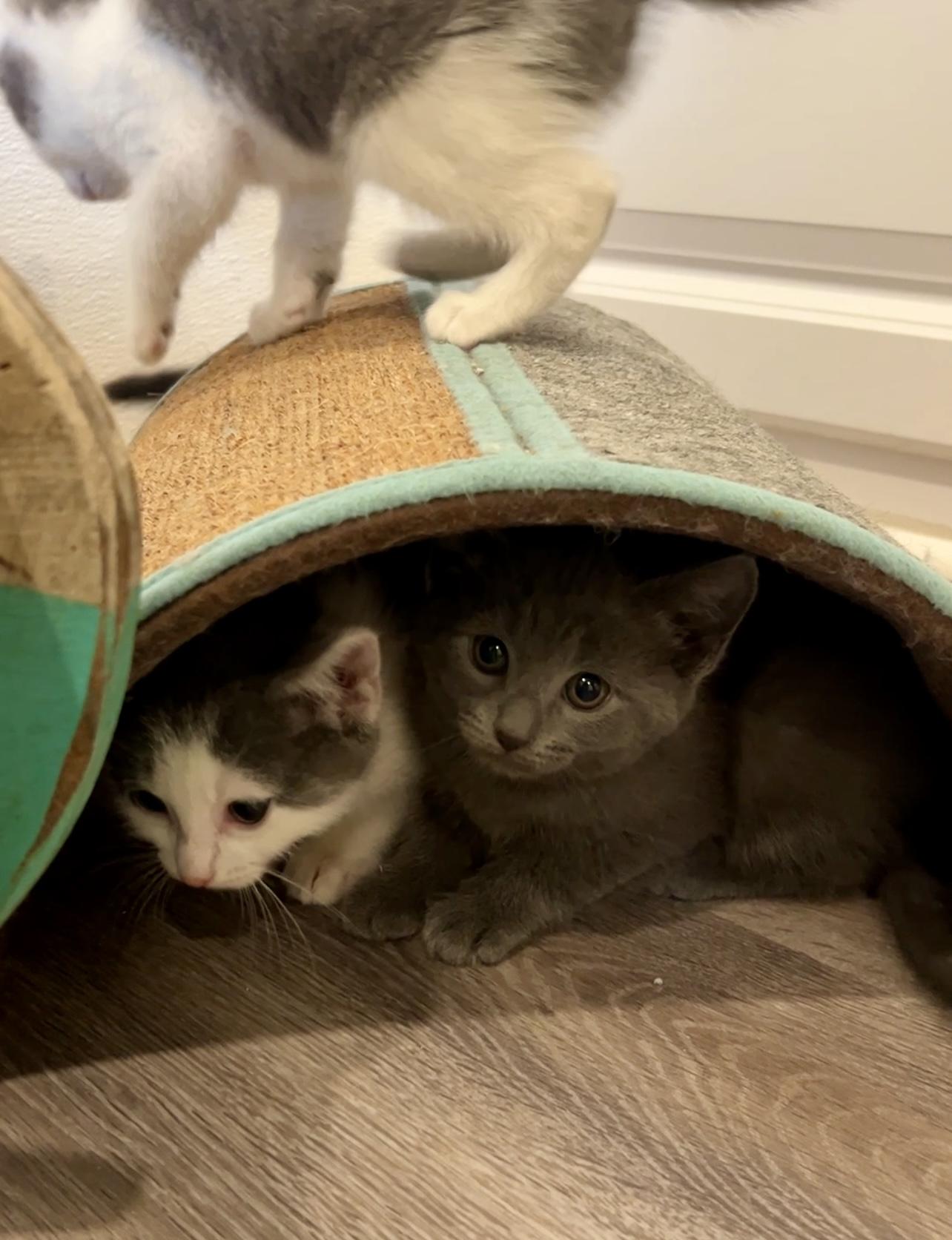 Enlarge Mouse, an adopted Domestic Medium Hair in Nashville, TN image 5/6