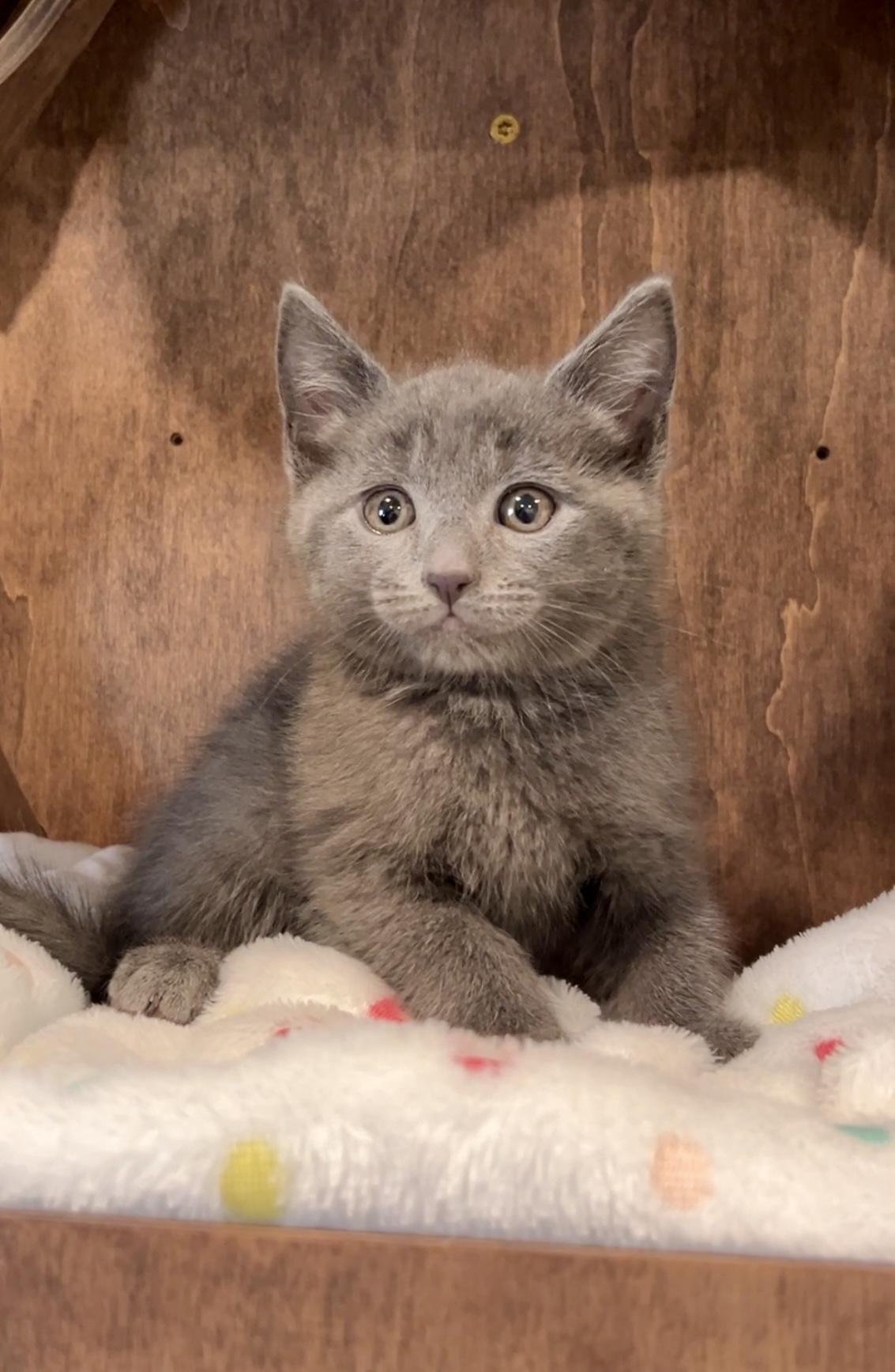 Enlarge Mouse, an adopted Domestic Medium Hair in Nashville, TN image 3/6