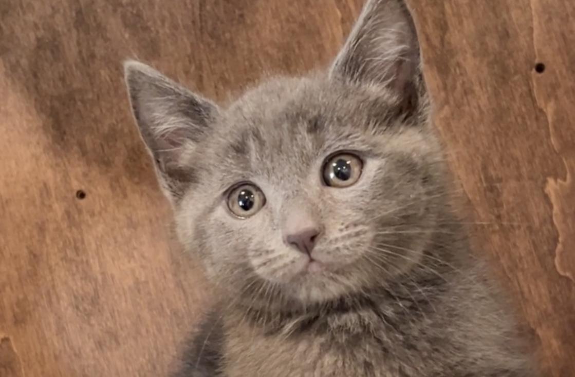 Mouse, adopted, Kitten Male Domestic Medium Hair.