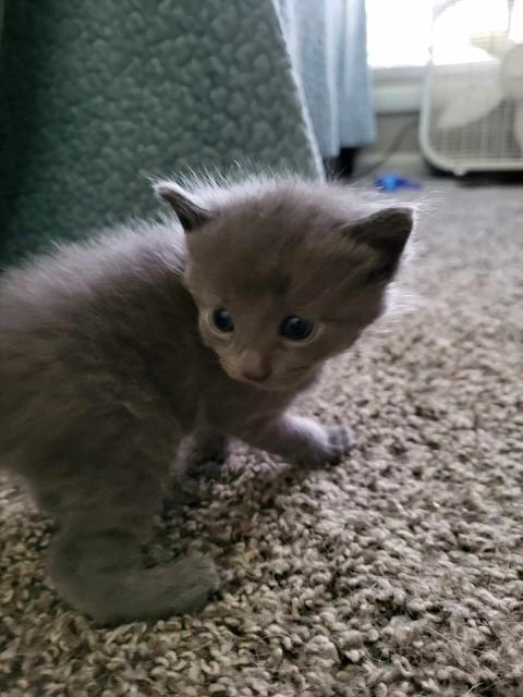 Enlarge Mouse, an adopted Domestic Medium Hair in Nashville, TN image 6/6