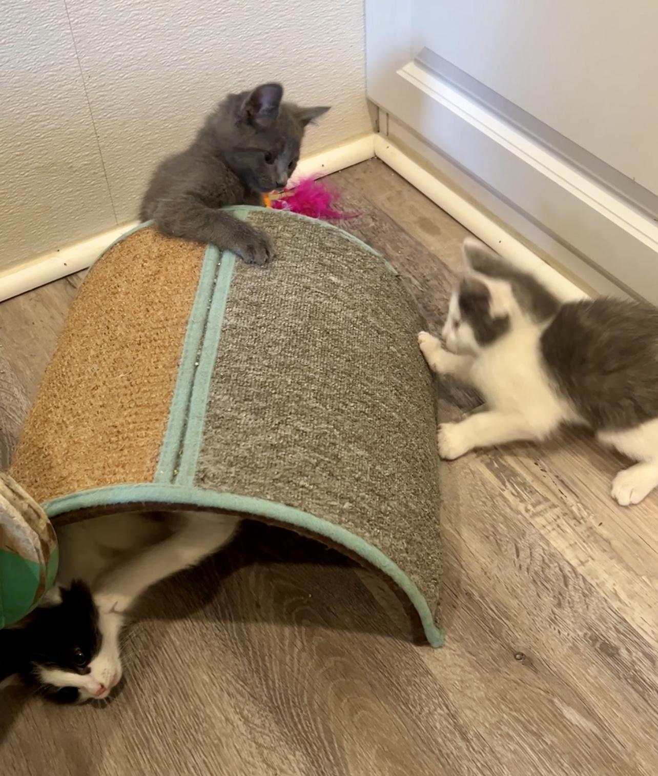 Enlarge Mouse, an adopted Domestic Medium Hair in Nashville, TN image 2/6