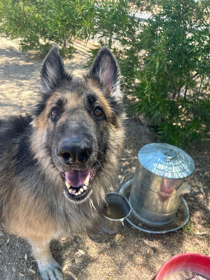 Boris, a Adoptable German Shepherd Dog in Glendale, AZ image 1/6
