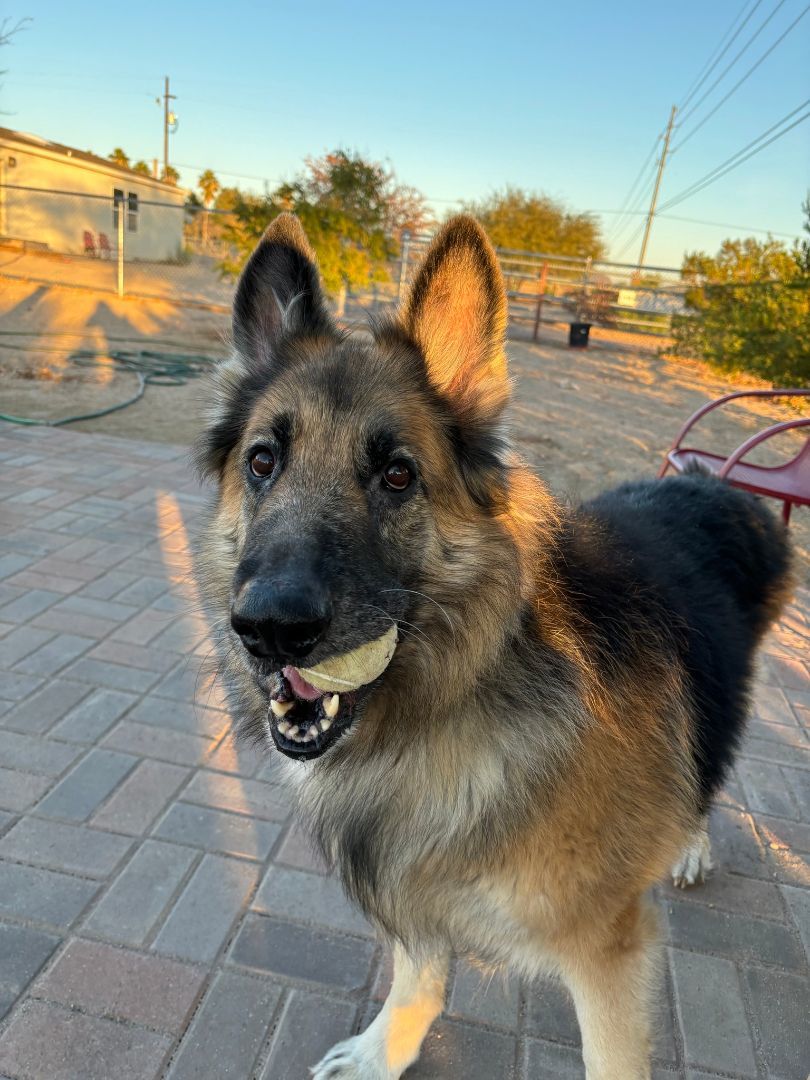 Boris, a Adoptable German Shepherd Dog in Glendale, AZ image 2/6