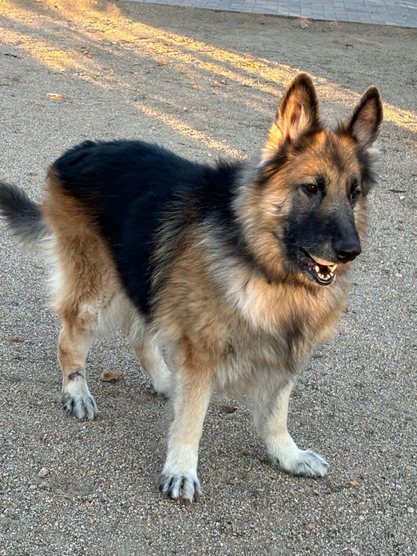 Boris, a Adoptable German Shepherd Dog in Glendale, AZ image 3/6