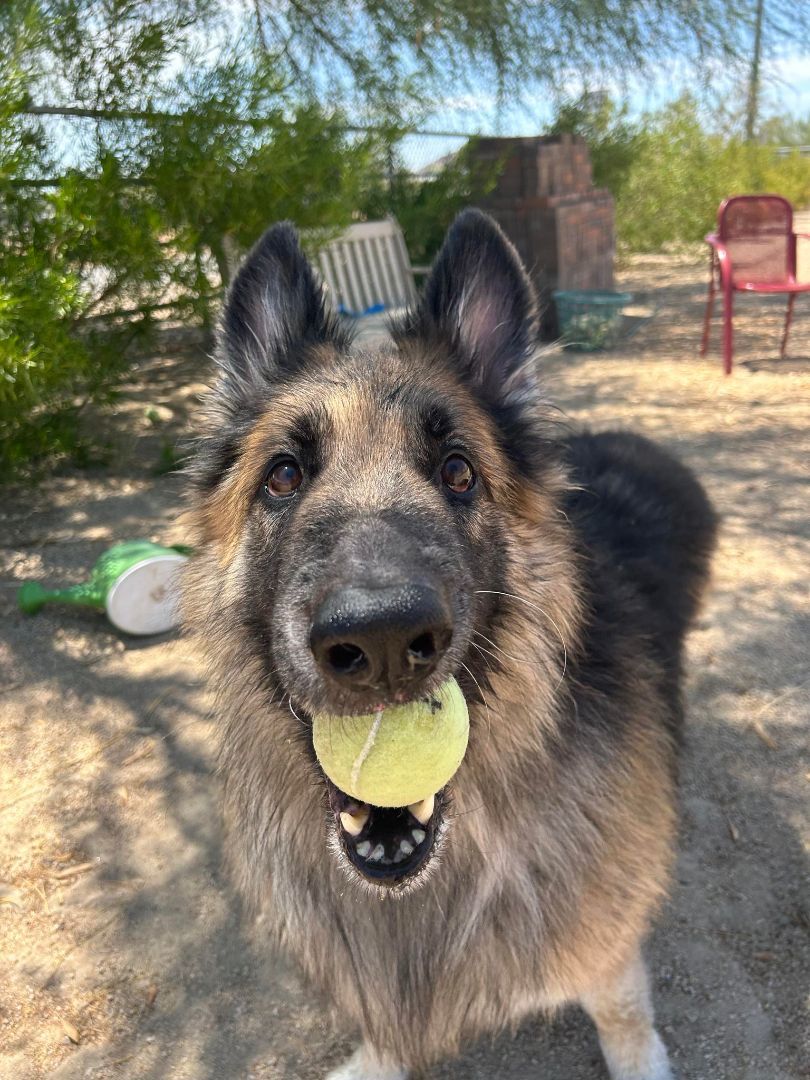 Boris, a Adoptable German Shepherd Dog in Glendale, AZ image 4/6