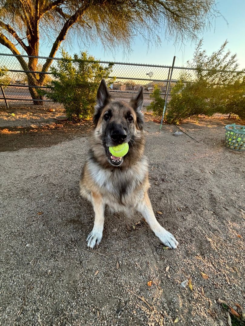 Boris, a Adoptable German Shepherd Dog in Glendale, AZ image 5/6