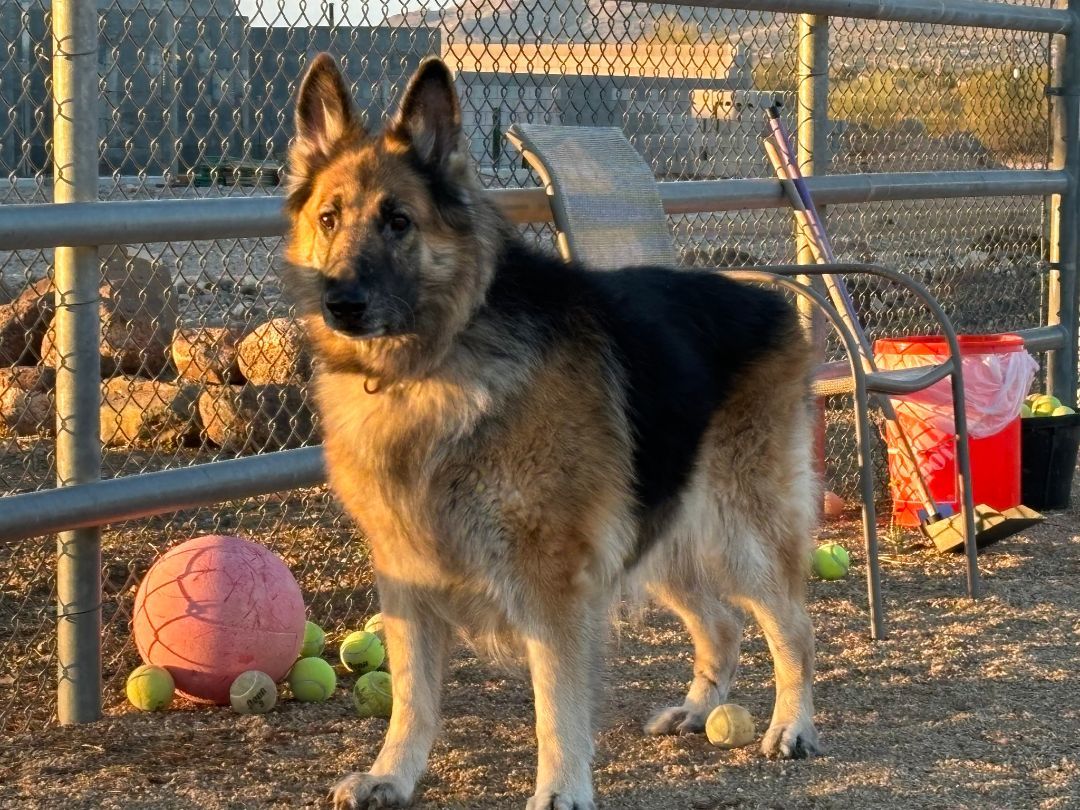 Boris, a Adoptable German Shepherd Dog in Glendale, AZ image 6/6