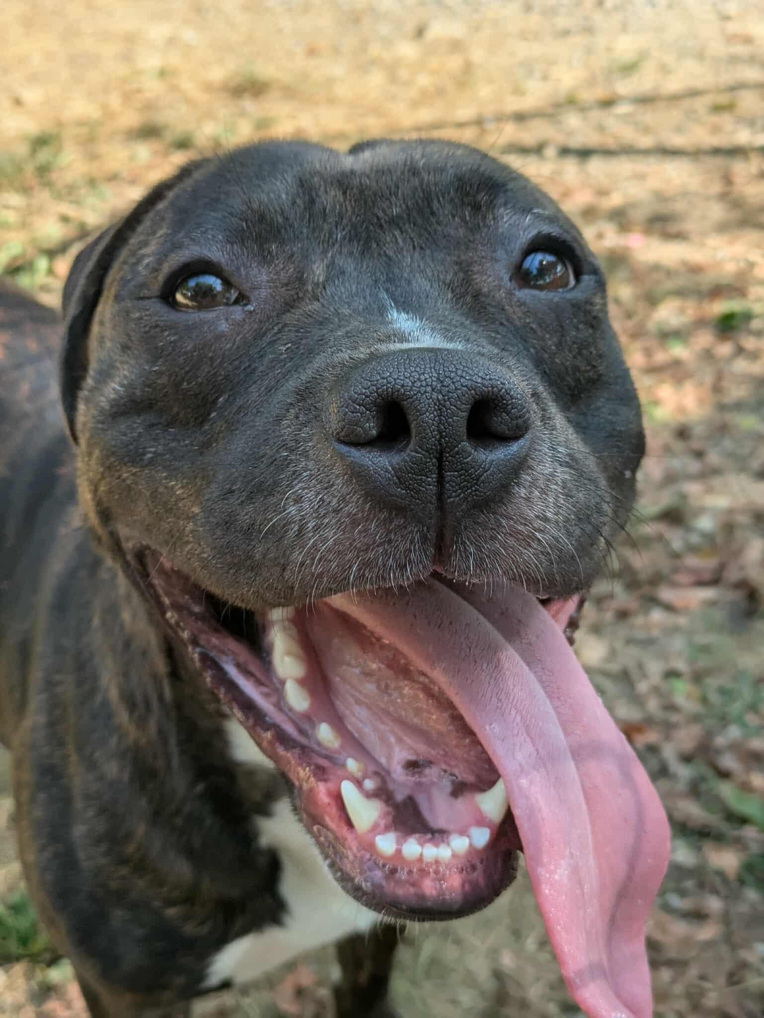 Enlarge Seraph, a Adoptable mixed breed in Oak Ridge, TN image 6/6