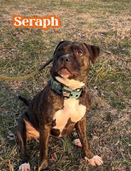 Enlarge Seraph, a Adoptable mixed breed in Oak Ridge, TN image 2/6