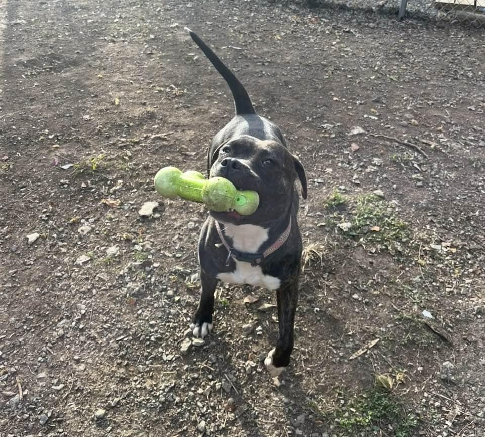 Enlarge Seraph, a Adoptable mixed breed in Oak Ridge, TN image 4/6