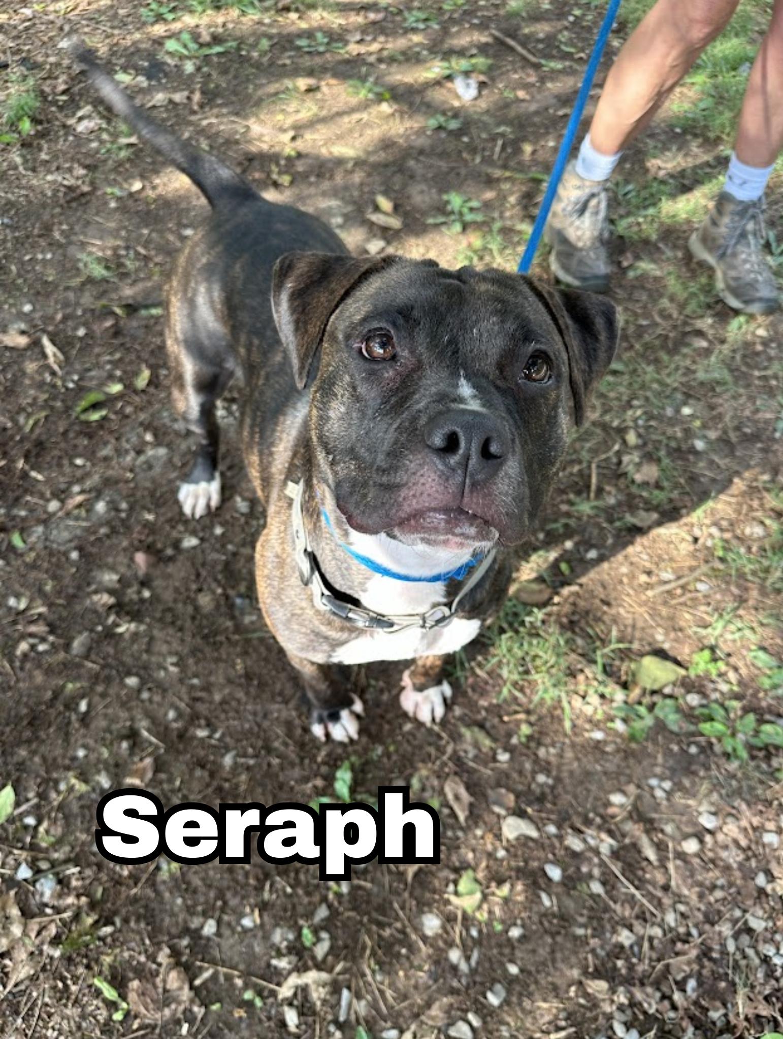 Enlarge Seraph, a Adoptable mixed breed in Oak Ridge, TN image 5/6