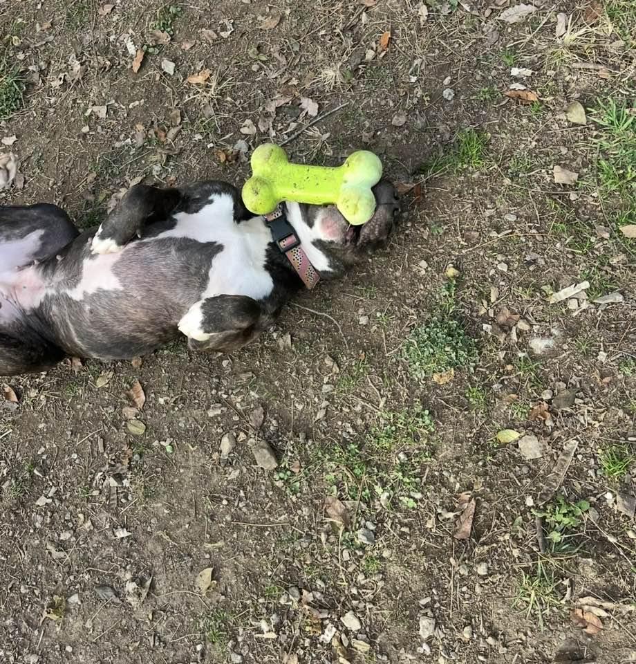 Enlarge Seraph, a Adoptable mixed breed in Oak Ridge, TN image 3/6