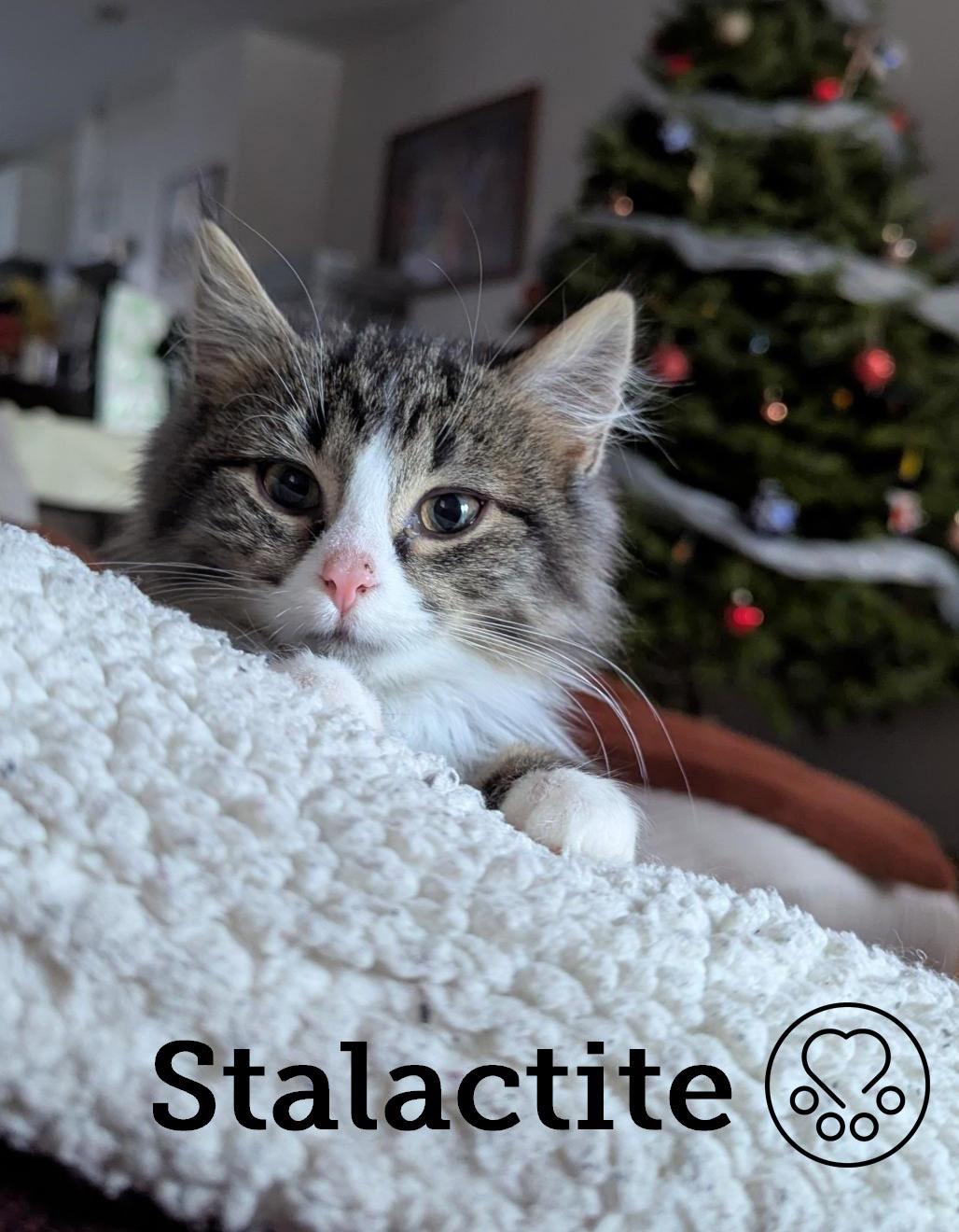 Stalactite, adopted, Kitten Female Domestic Medium Hair.