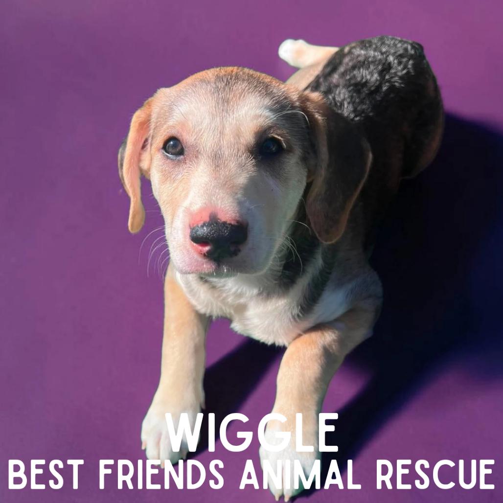 Wiggle, Adoptable, Puppy Female Pit Bull Terrier.