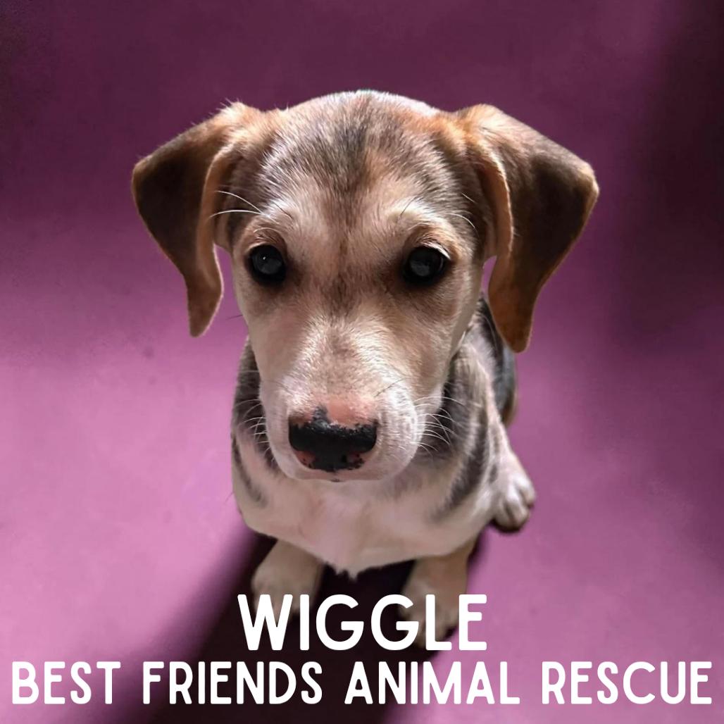 Enlarge Wiggle, a Adoptable Pit Bull Terrier in Wasilla, AK image 2/3