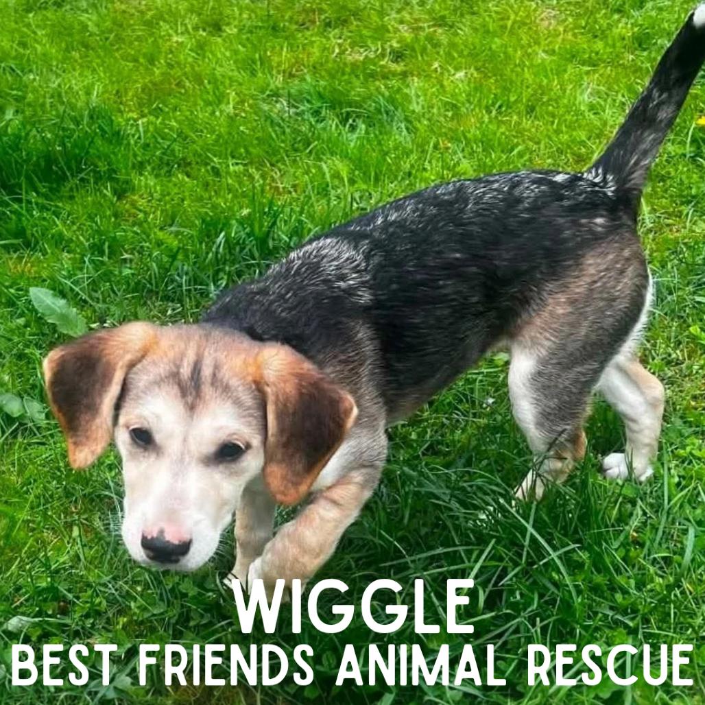 Enlarge Wiggle, a Adoptable Pit Bull Terrier in Wasilla, AK image 3/3