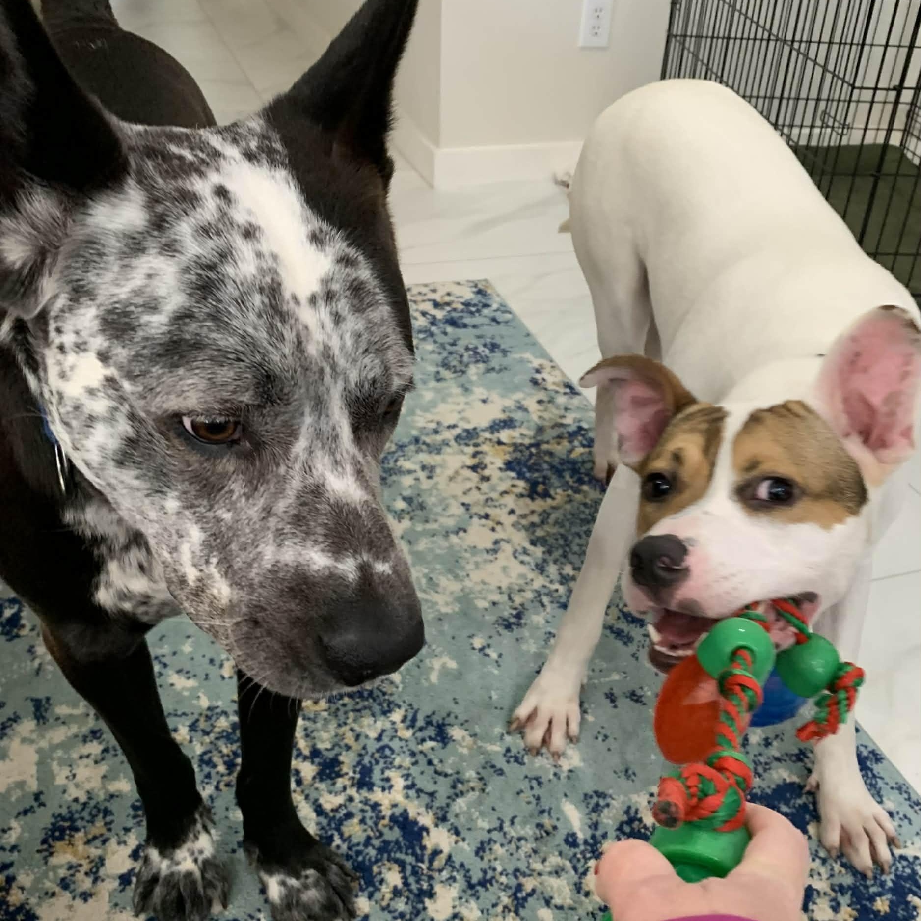 Enlarge Archie, a Adoptable mixed breed in Des Moines, IA image 5/6
