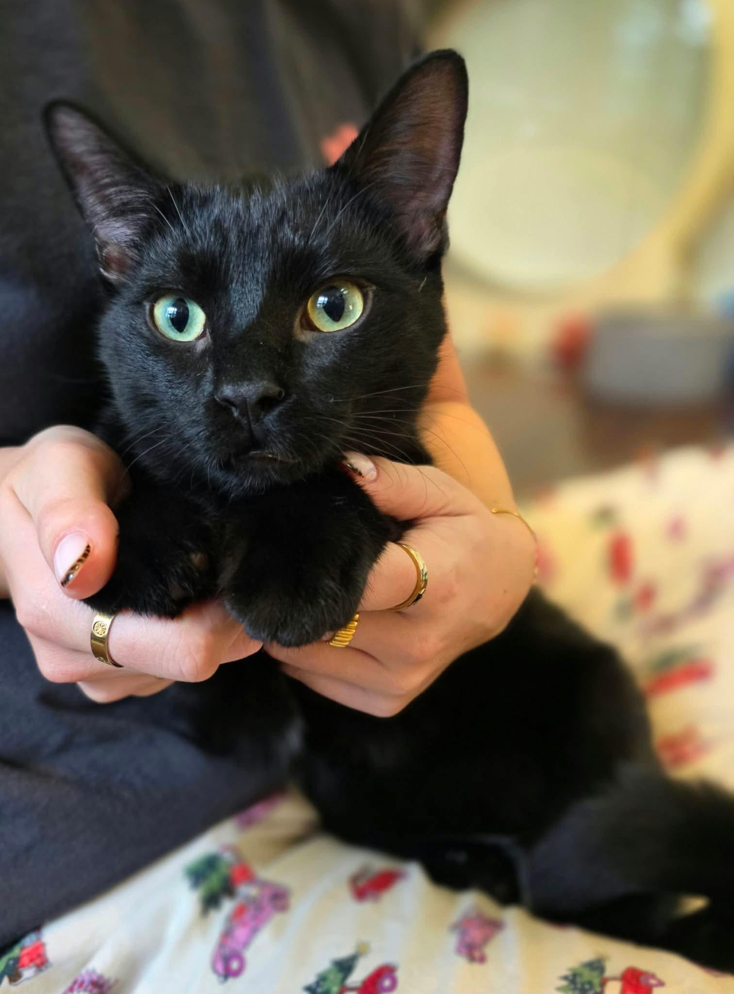 Enlarge Shane, a Adopted Domestic Medium Hair in Terrebonne, QC image 1/6