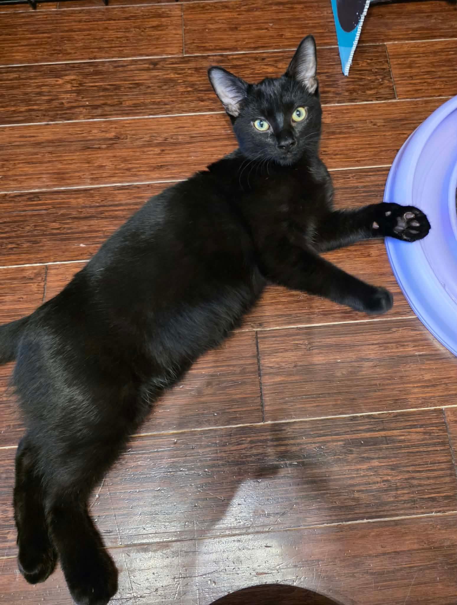 Enlarge Shane, a Adopted Domestic Medium Hair in Terrebonne, QC image 3/6