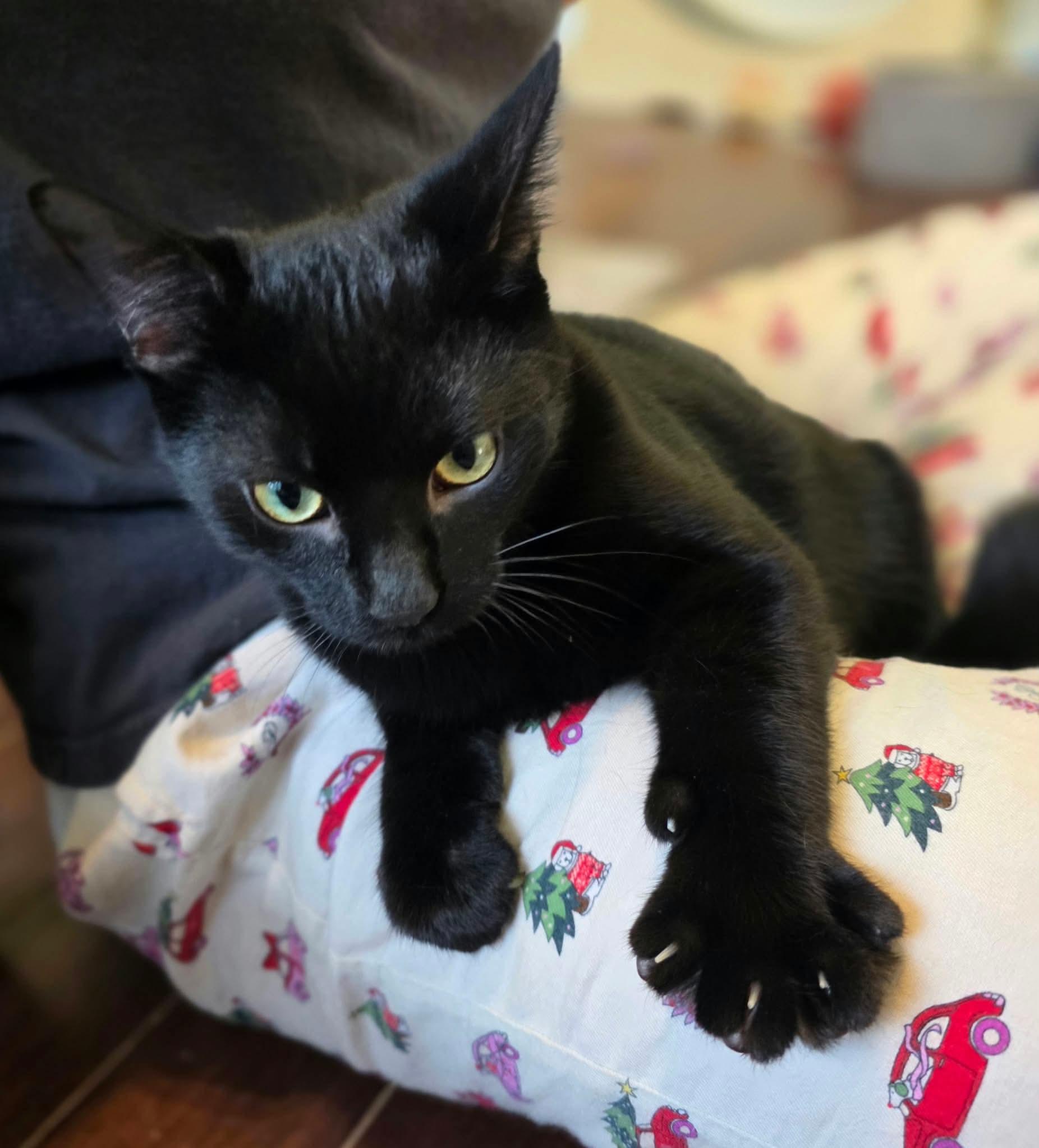 Enlarge Shane, a Adopted Domestic Medium Hair in Terrebonne, QC image 5/6
