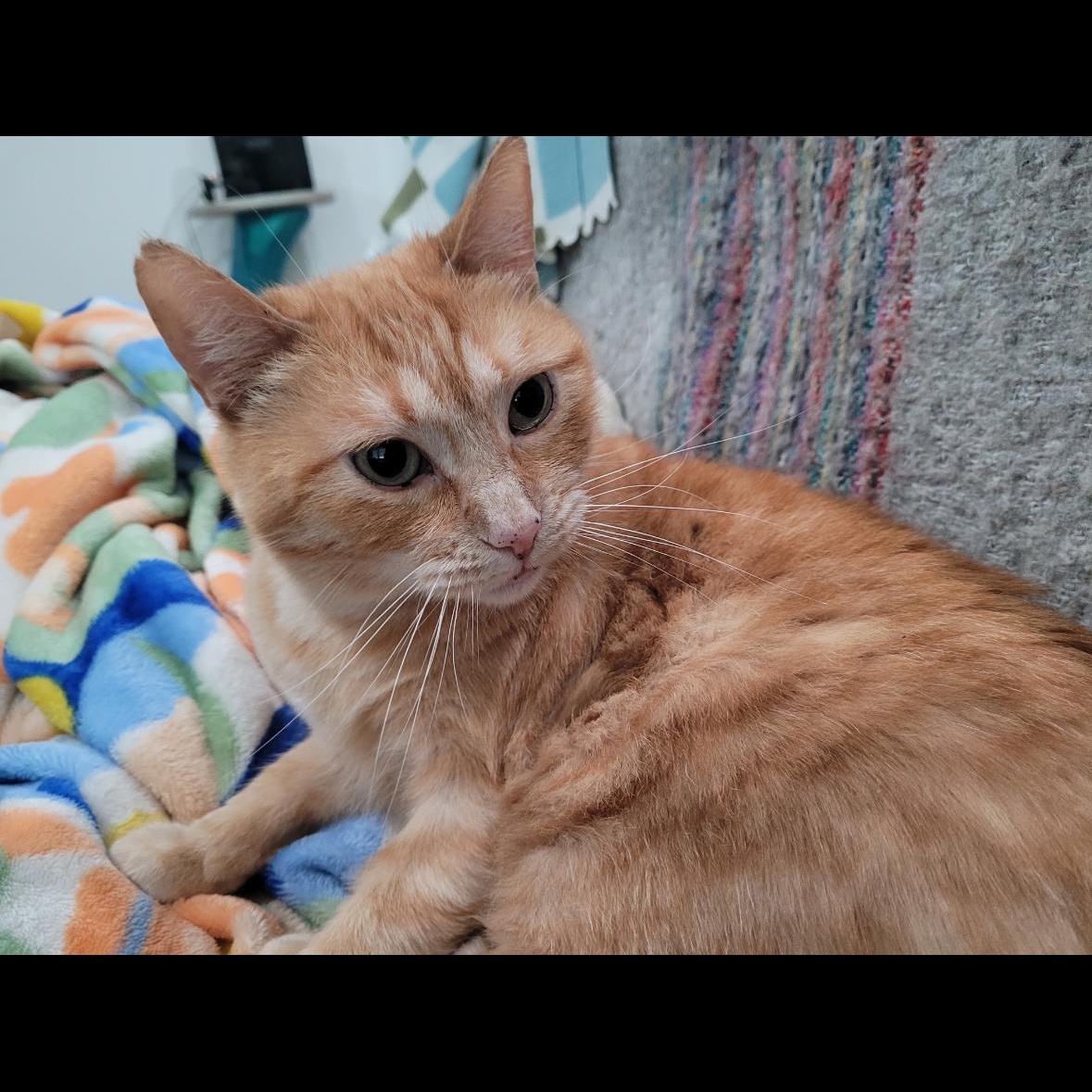 Jewel, Adoptable, Adult Female Domestic Short Hair & Tabby.