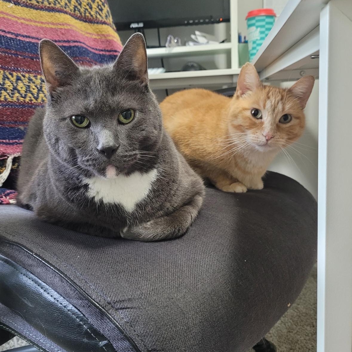 Jewel, a Adoptable mixed breed in Omaha, NE image 3/6