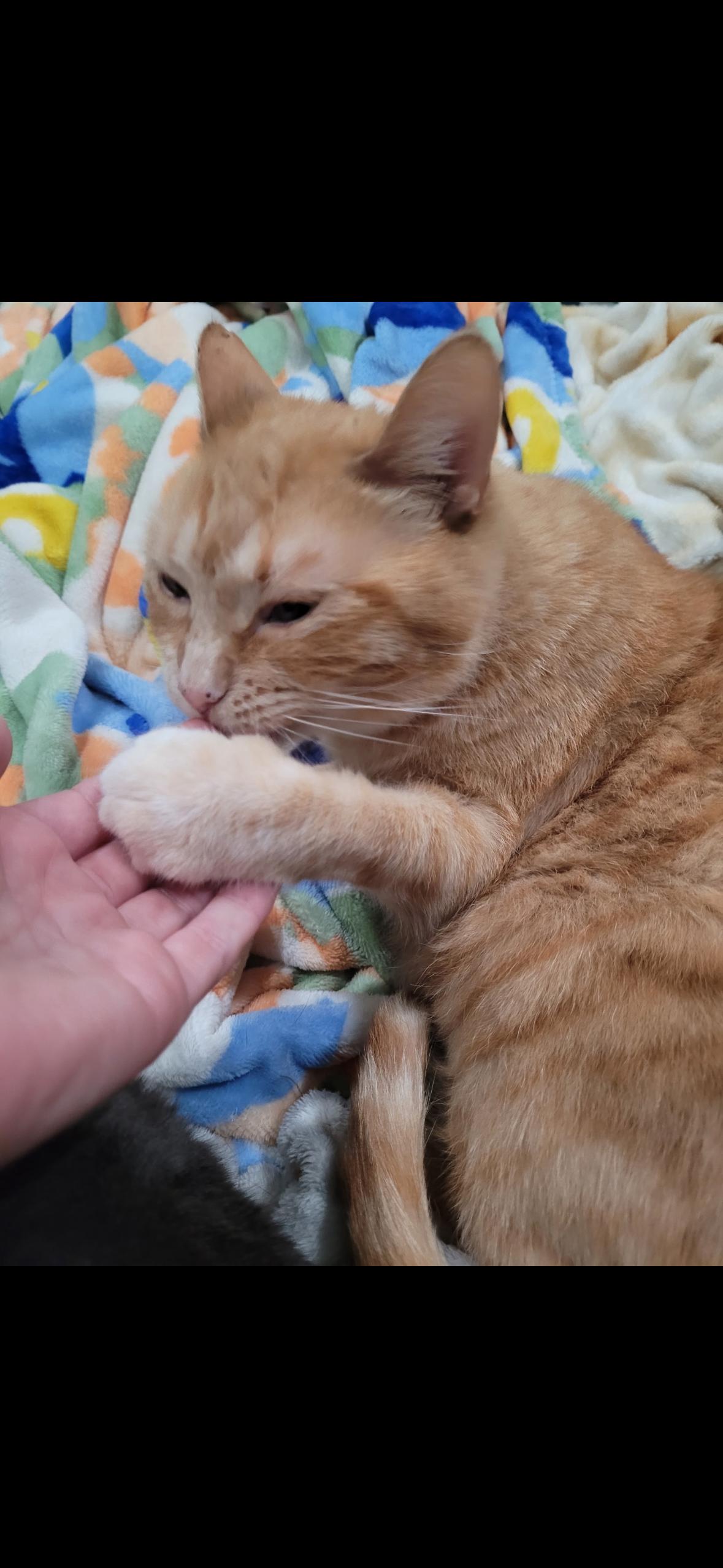 Jewel, a Adoptable mixed breed in Omaha, NE image 4/6