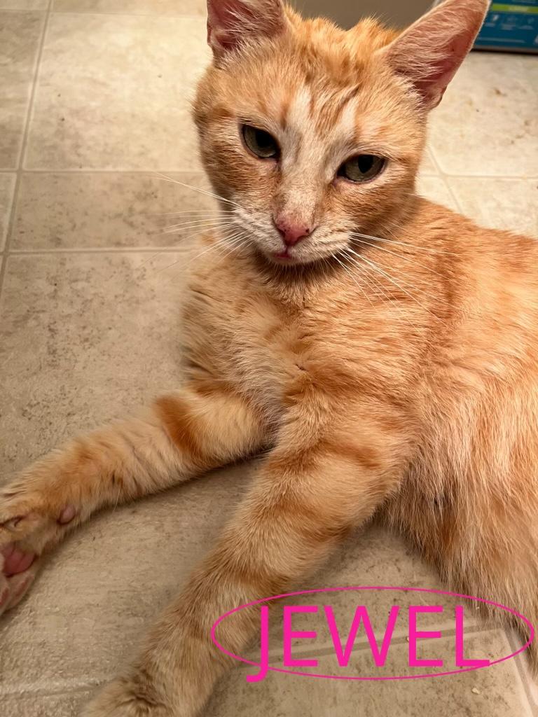 Jewel, an adoptable Domestic Short Hair, Tabby in Omaha, NE, 68130 | Photo Image 5