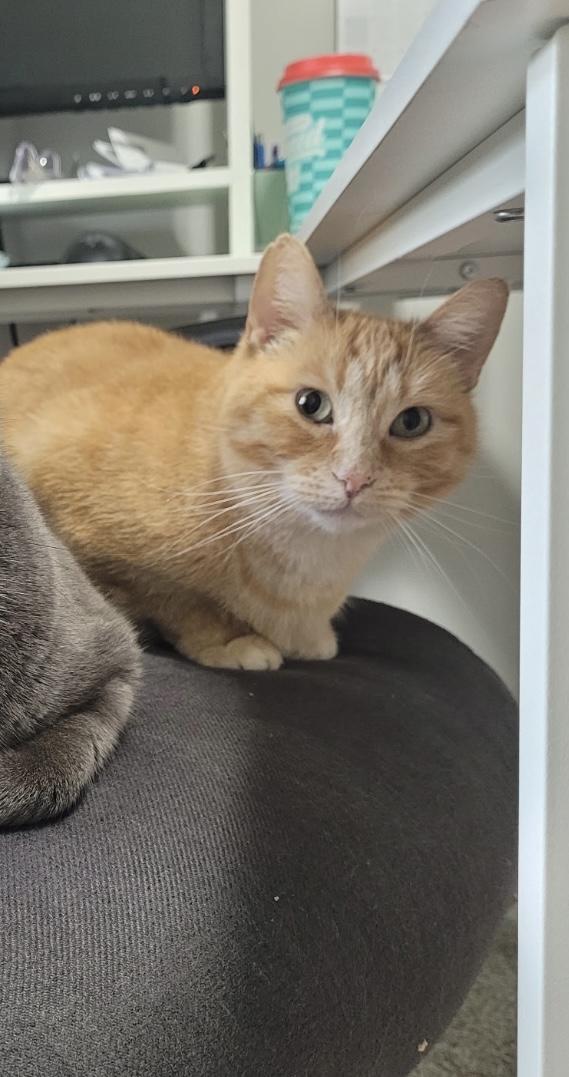 Jewel, Adoptable, Adult Female Domestic Short Hair & Tabby.