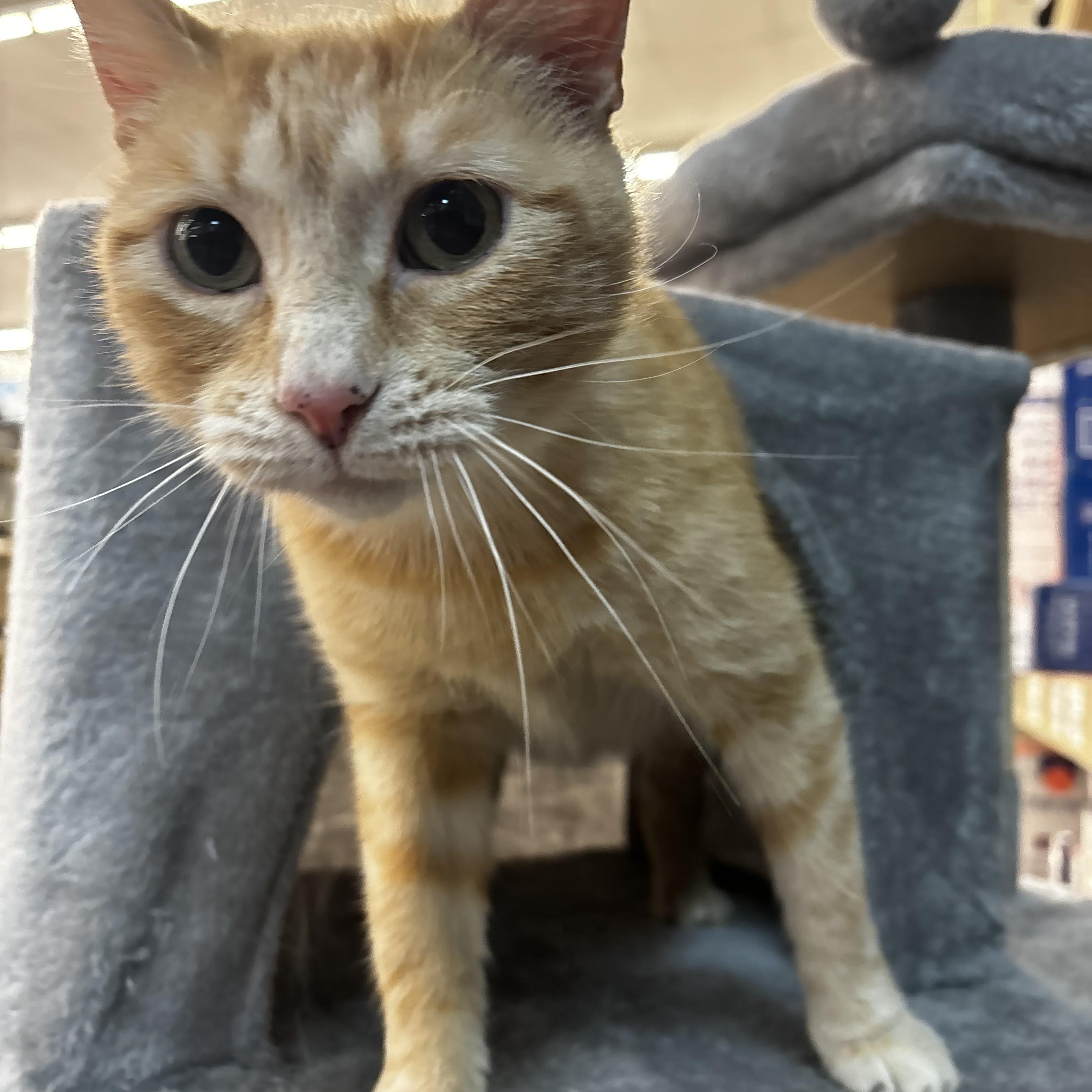 Jewel, an adoptable Domestic Short Hair, Tabby in Omaha, NE, 68130 | Photo Image 1