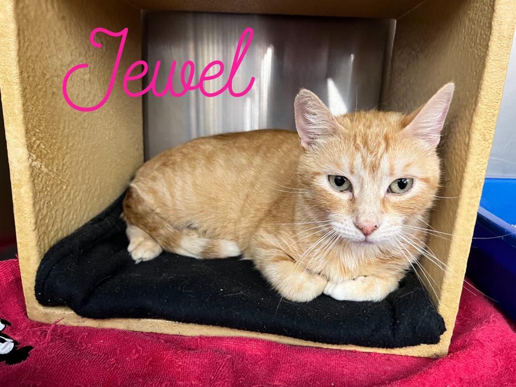 Jewel, an adoptable Domestic Short Hair, Tabby in Omaha, NE, 68130 | Photo Image 2