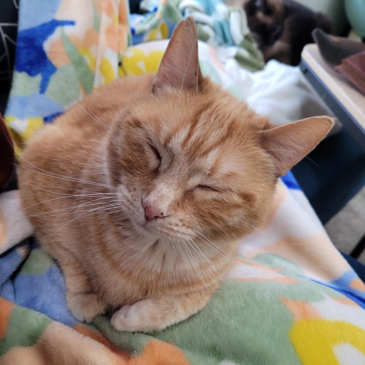 Jewel, a Adoptable mixed breed in Omaha, NE image 5/6